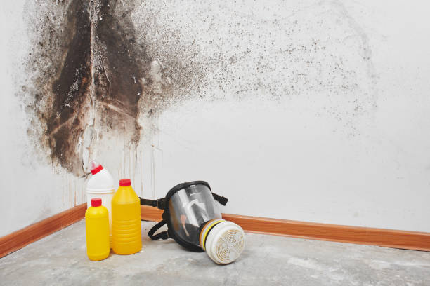 Best Attic Mold Removal  in Terra Bella, CA