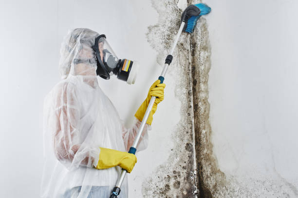 Mold Removal and Inspection in Terra Bella, CA
