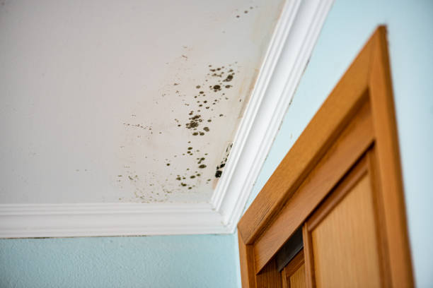 Best Toxic Mold Removal  in Terra Bella, CA