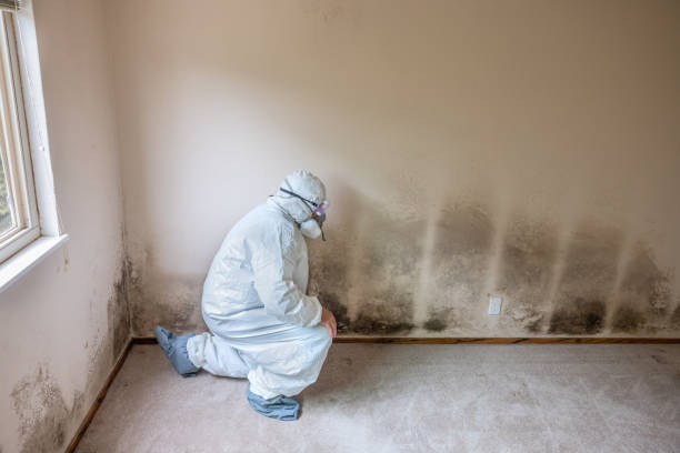 Best Best Mold Removal Companies  in Terra Bella, CA