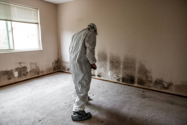 Best Affordable Mold Removal  in Terra Bella, CA