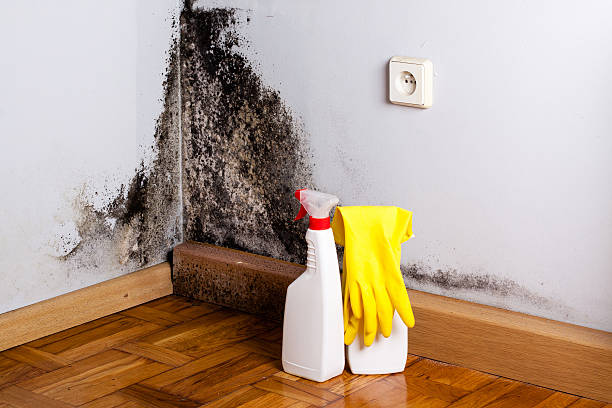Professional Mold Removal in Terra Bella, CA