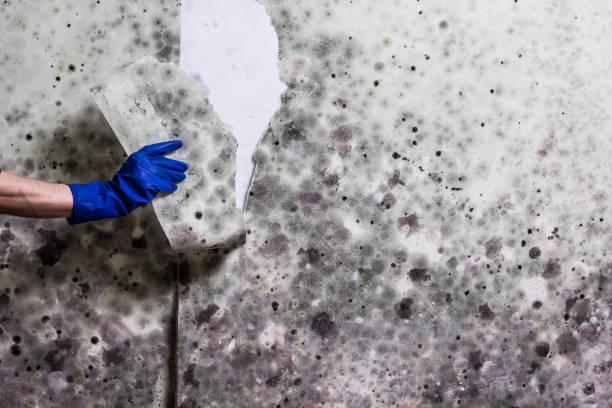 Best Attic Mold Removal  in Terra Bella, CA