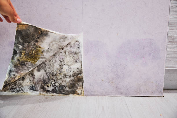 Trusted Terra Bella, CA Mold Removal Experts
